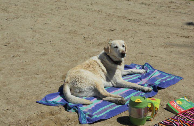 Pets welcome at Bliss Point Resort.