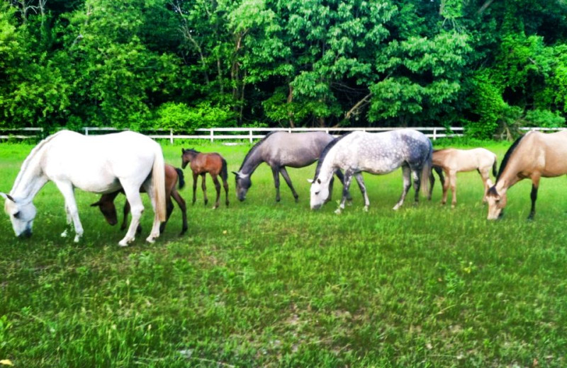 Horses at Stonehedge Inn and Spa.