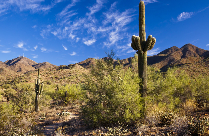 Discover the beautiful landscape of the Sonoran Desert. 