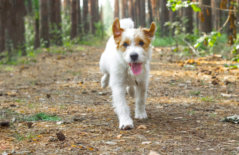 Pets welcome at Creekside Camp & Cabins.