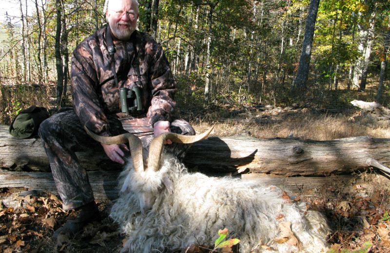 Corsican ram hunting at Caryonah Hunting Lodge.