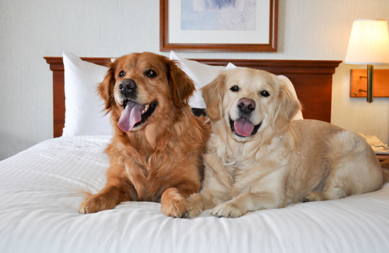 Pets welcome at Naswa Resort.