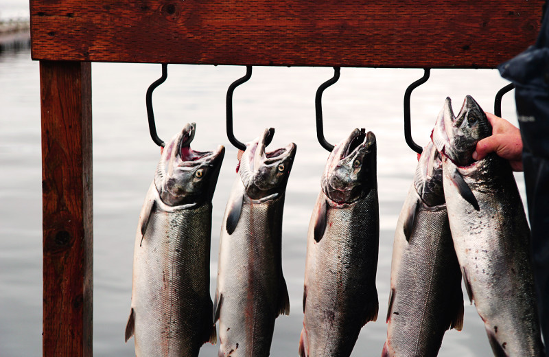 Fishing at Salmon Falls Resort.