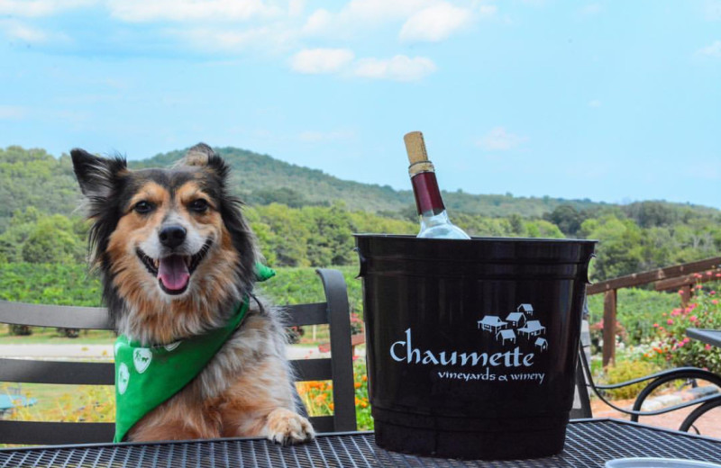 Pets welcome at Chaumette Vineyards & Winery.