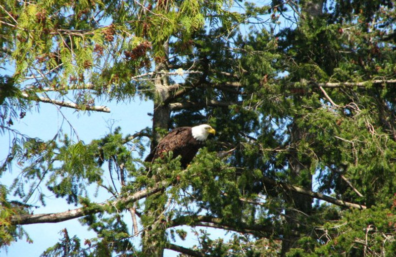 Eagle at Sooke Harbour Resort & Marina.