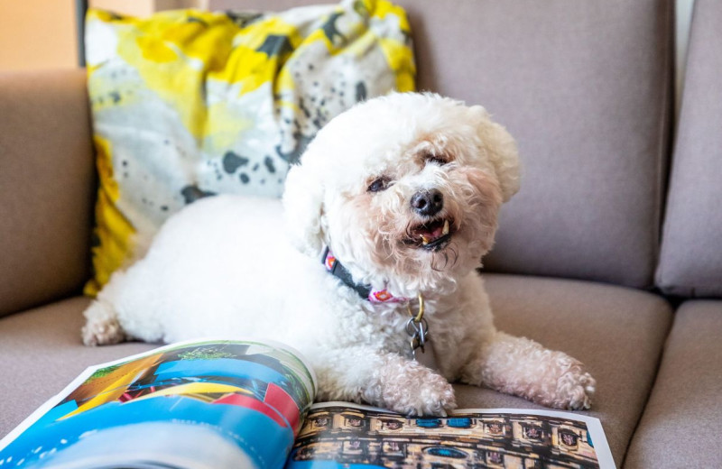 Pets welcome at Hotel Clio, a Luxury Collection Hotel, Denver Cherry Creek.