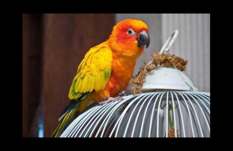 Hotel parrot at Boardwalk Plaza Hotel.