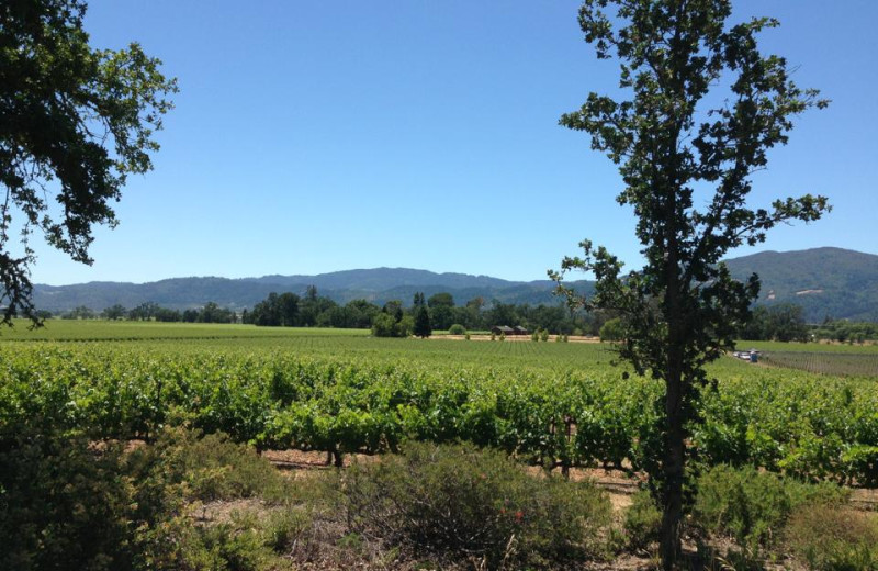 Vineyard near The Inn on First.