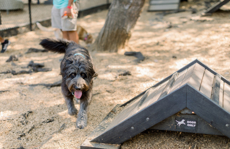 Dog park at Yogi Bear's Jellystone Park Tower Park.