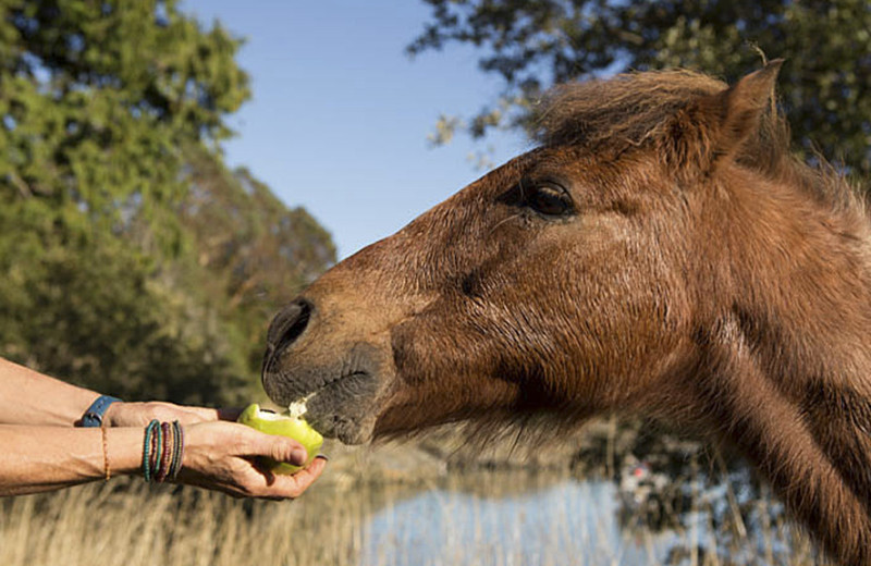 Horse at Pebble Cove Farm.