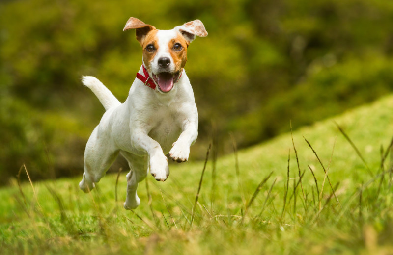 Pets welcome at Lynnhurst Family Resort.