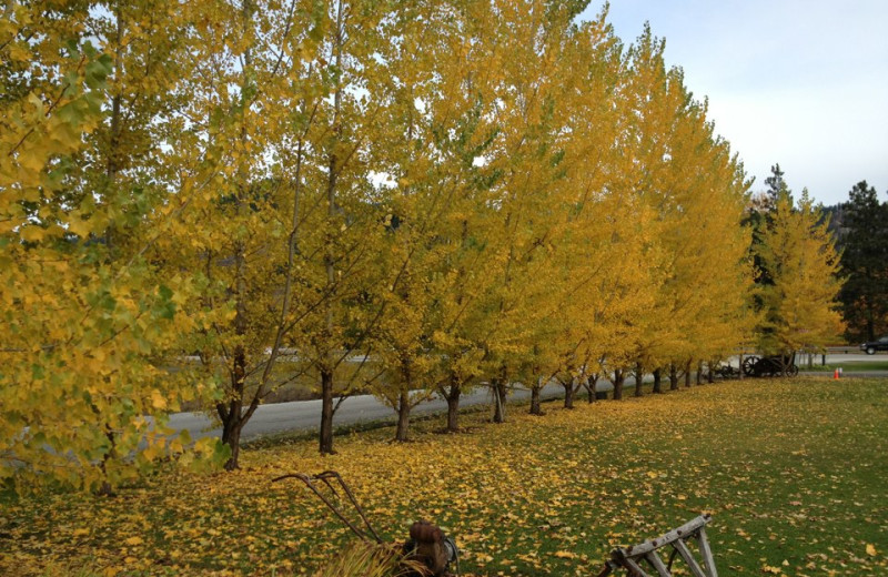 Fall leaves at Obertal Inn.