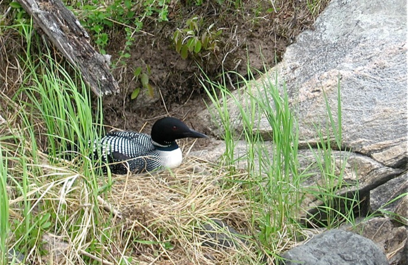 Loon nesting at Lake Of The Woods Lodge.