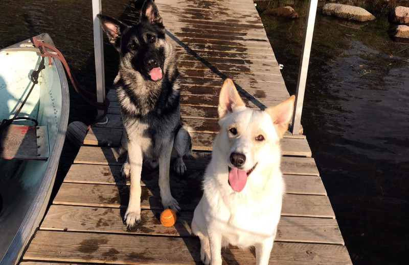 Pets welcome at Sams Island Cabin.