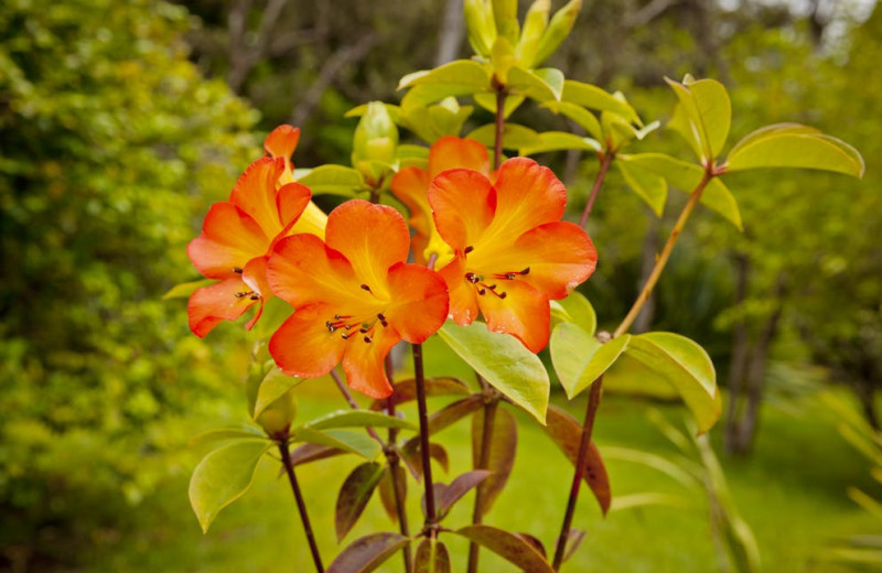 Flowers at Hale 'Ohu Bed & Breakfast.