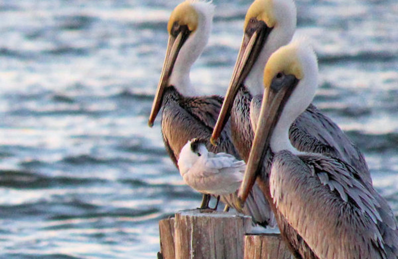 Nature at Boardwalk Realty Inc.