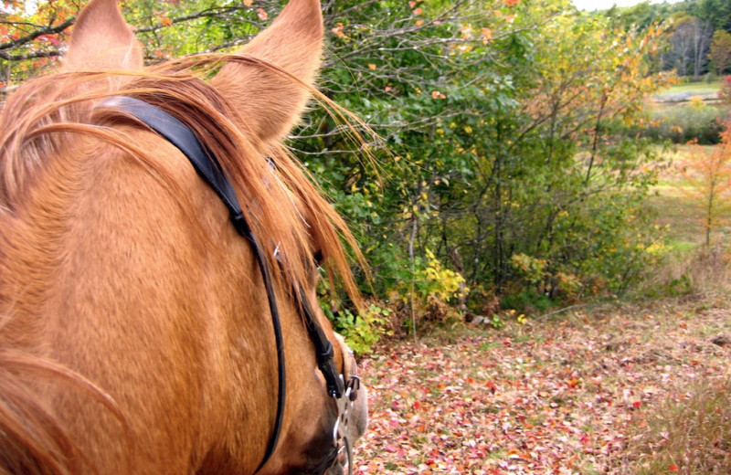 Horseback riding at Pine Lakes Lodge.