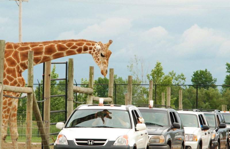 African Safari Wildlife Park near Maui Sands Resort & Indoor Waterpark.