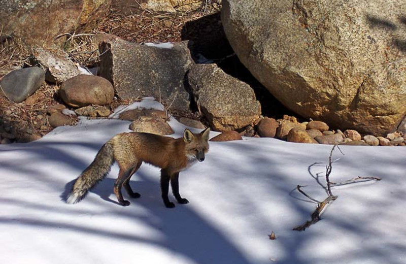 Fox at 4 Seasons Inn.