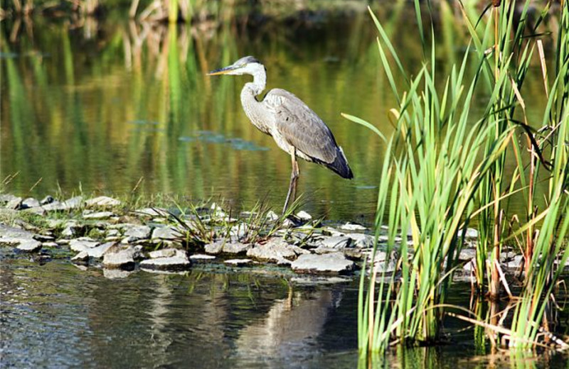 Blue heron at The Rosseau, A JW Marriott Resort & Spa.