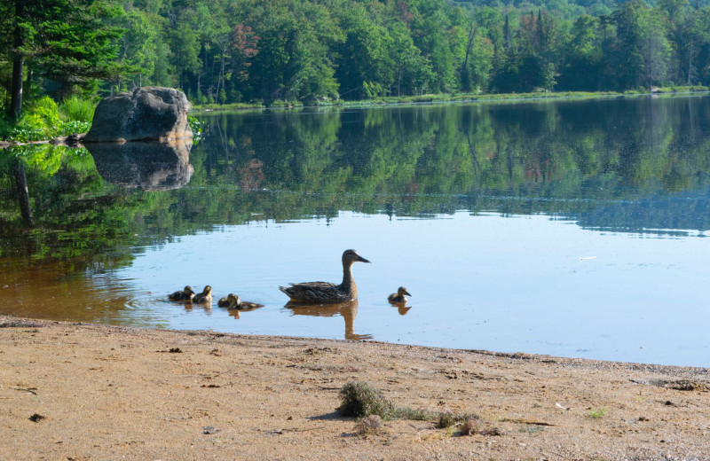 Ducks at Old Forge Camping Resort.