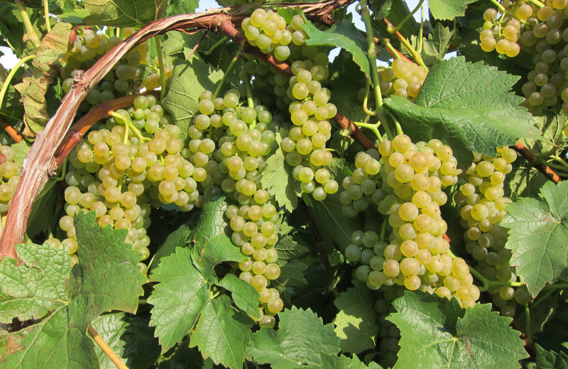 Wineries at Emerson Resort & Spa.