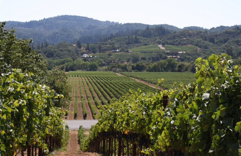 Winery near Camellia Inn.