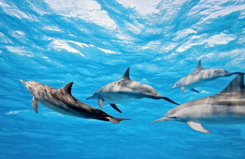 Dolphins at Bender Realty Vacation Rentals.