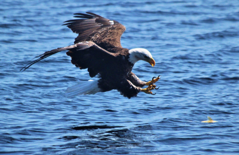 Eagle at Zup's Fishing Resort and Canoe Outfitters.