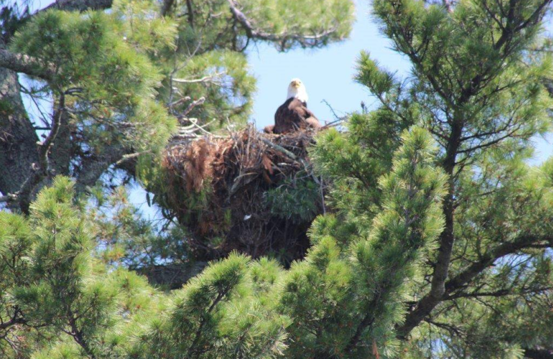 Eagle's nest at North Country Inn.