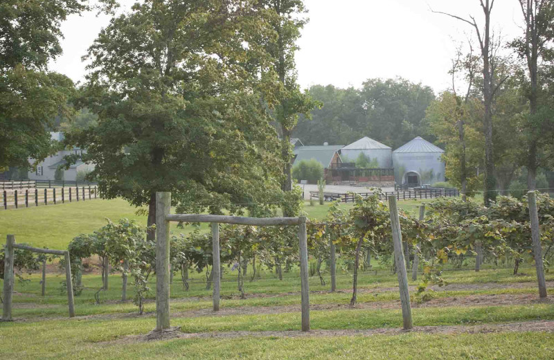 Vineyard at Elk Ridge Ranch.