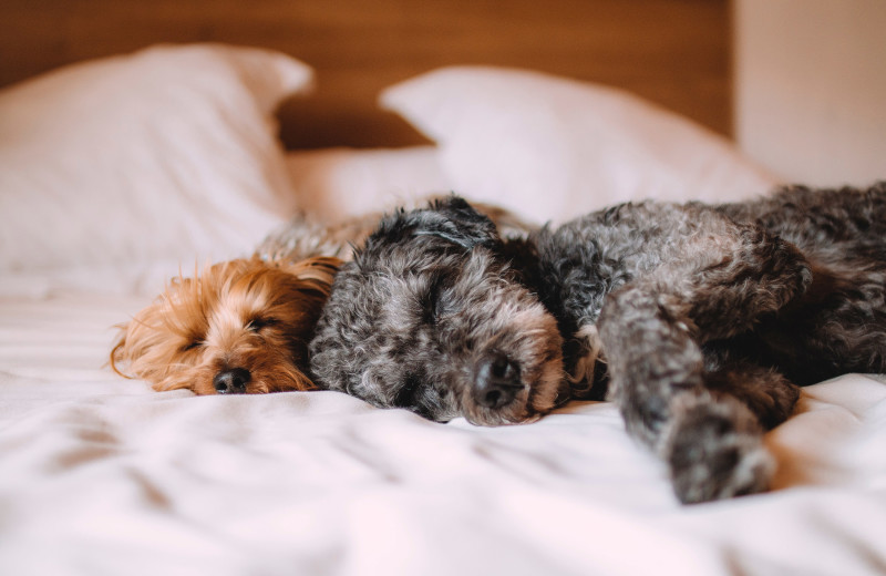 Pets welcome at BEST WESTERN PLUS Beach Resort Hotel.