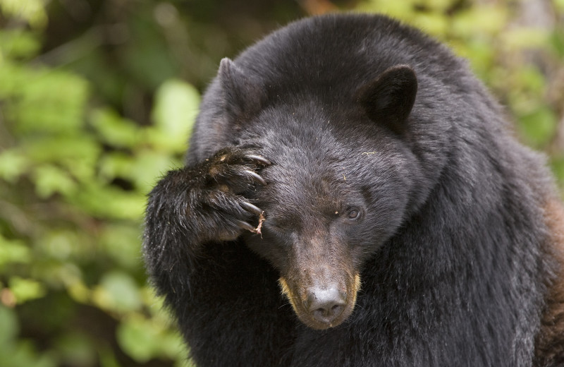 Bear at Wickaninnish Inn.