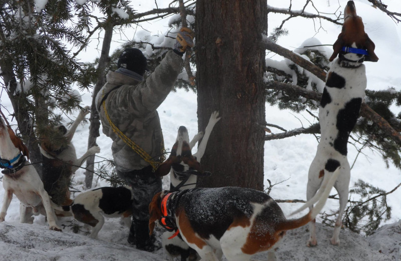 Hounds treeing a cougar at Kendall Valley Lodge.