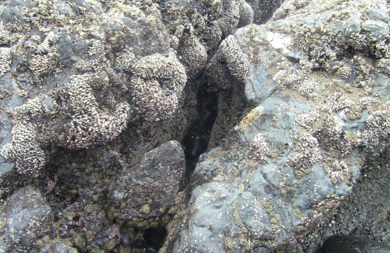 Tide pool at Admiral's Beach Retreat.