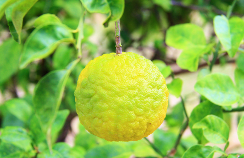 Fruit at Three Dolphins.