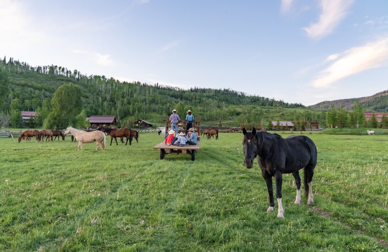 Horses at Vista Verde Ranch.