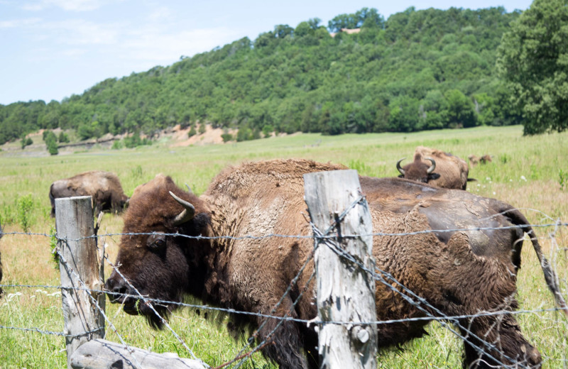 Bison at Long Lake Resort.