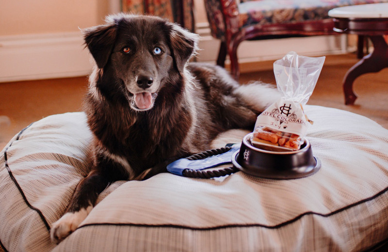 Pets welcome at Hotel Colorado.