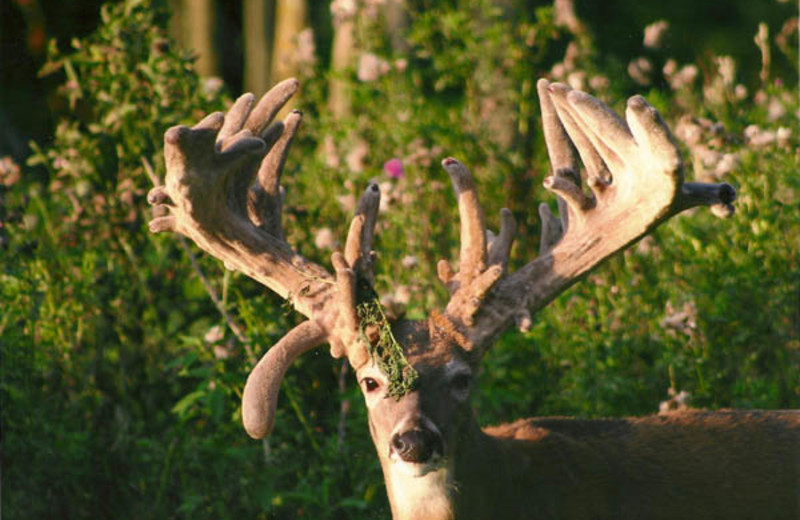 Deer at Deer Haven Acres.