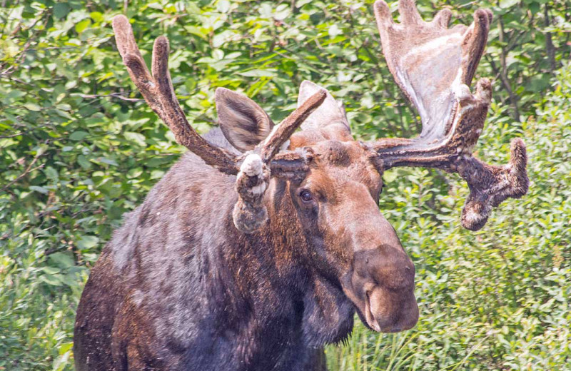 Moose at Zup's Fishing Resort and Canoe Outfitters.