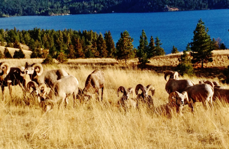 Sheep at Dancing Bears Inn.