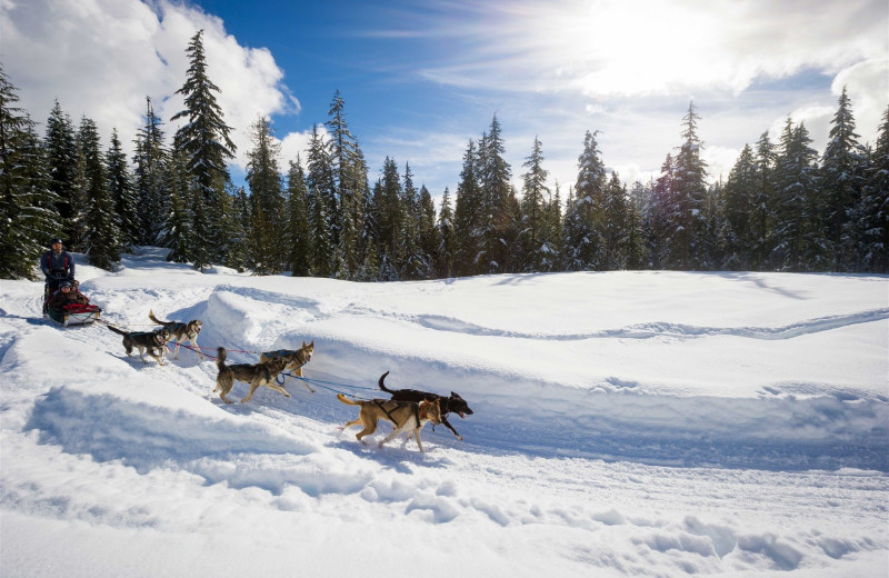 Dog sled at Sundial Boutique Hotel.