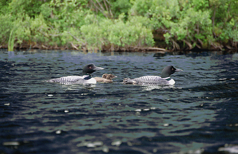 Nesting Loons on pristine international Lake Wallace provides endless hours of sightings and enchanting calls day & night.