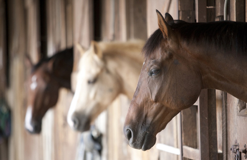 Horse stable at Skytop Lodge.