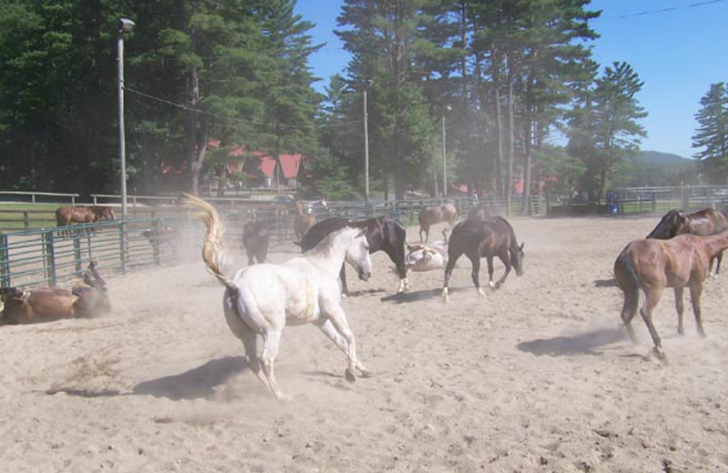 Horses playing at Ridin-Hy Ranch Resort.