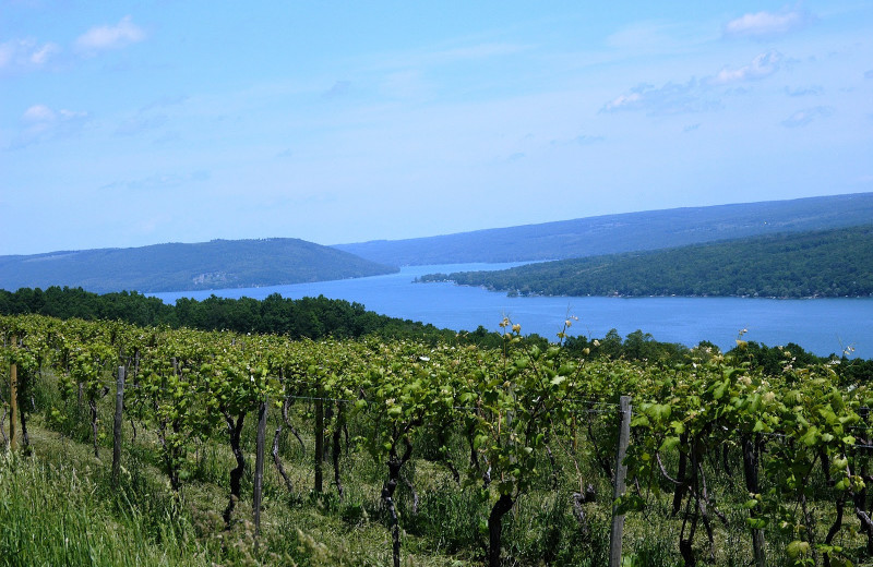 Winery near Kingtown Beach Cottages.