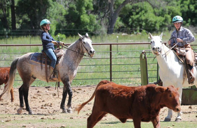 Cattle round up at Circle Z Ranch.