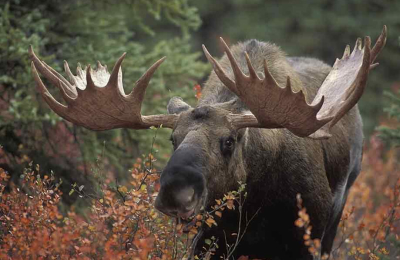 Moose at Alagnak Lodge.