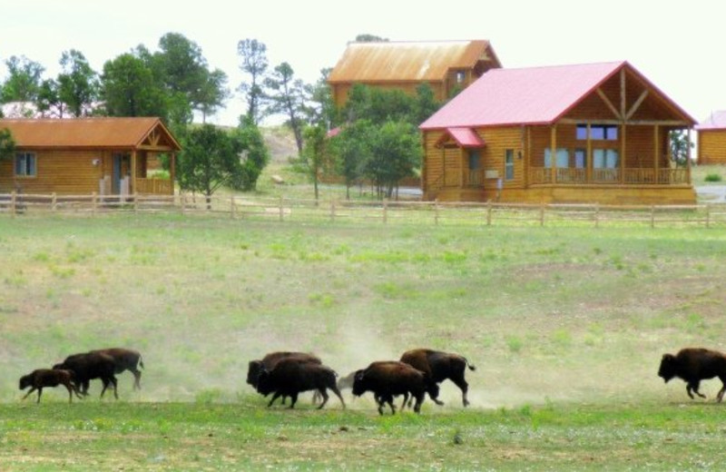 Exterior view with bison at Zion Mountain Ranch.